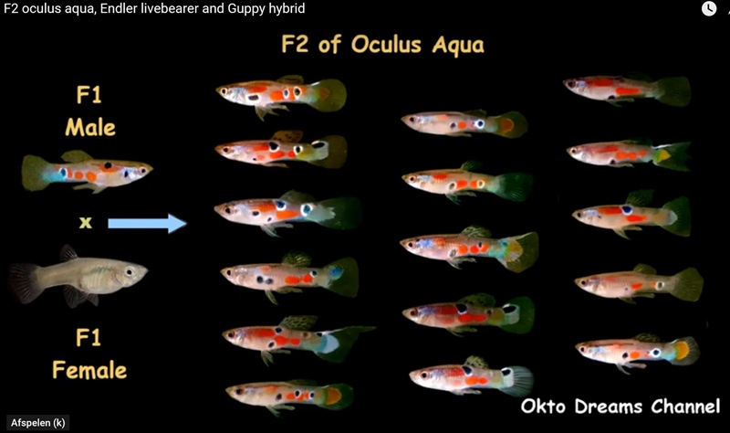 guppy-beeding-selection-and-elimination